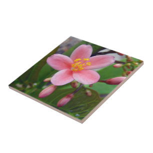 Carreau Fleur de Jatropha et boutons de fleurs