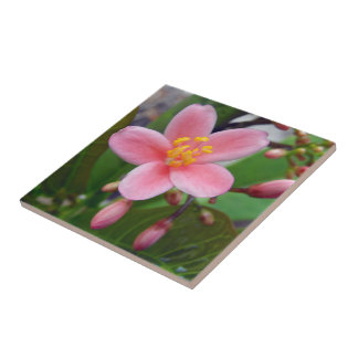 Carreau Fleur de Jatropha et boutons de fleurs