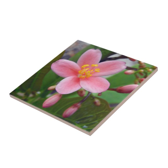 Carreau Fleur de Jatropha et boutons de fleurs (Côté)