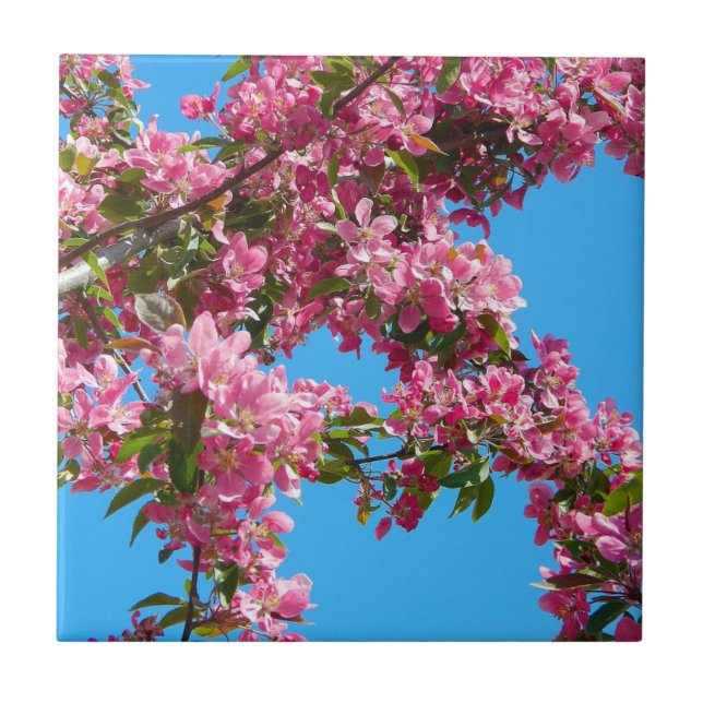 Carreau Fleur de l'arbre rose et ciel bleu (Devant)