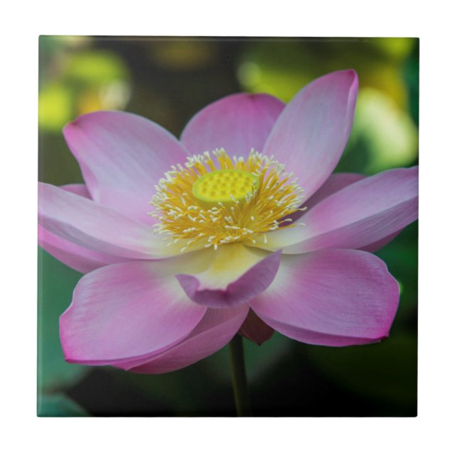 Carreau Fleur de lotus en fleurs, Indonésie (Devant)