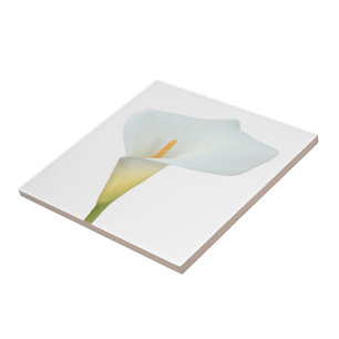Carreau Fleur de lys calla blanc Jardin de jardin arrière