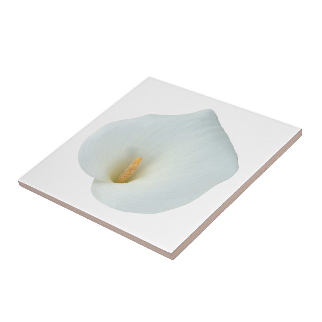Carreau Fleur de lys calla blanc Photo de jardin de cour a (Côté)