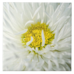 Carreau Fleur de marguerite anglaise blanche