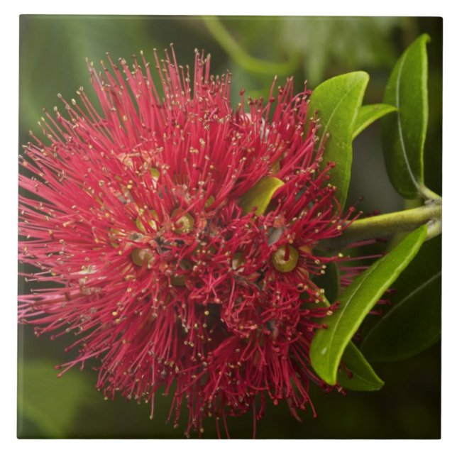 Carreau Fleur de Pohutukawa, Dunedin (Devant)