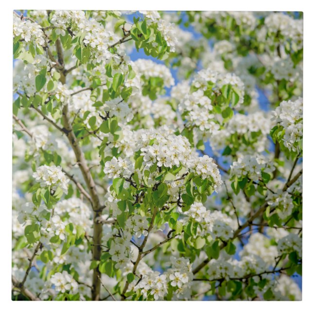 Carreau Fleur de pomme de crabe (Devant)