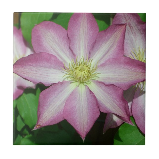 Carreau Fleur de printemps Clematis rose et blanc (Devant)