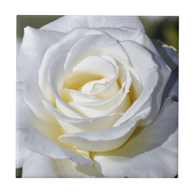 Carreau Fleur de rose blanche unique éclot (Devant)