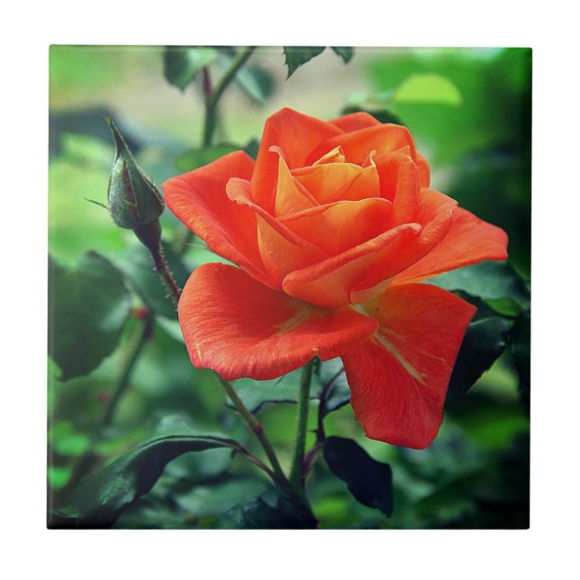 Carreau Fleur de rose de la nature-46458 (Devant)