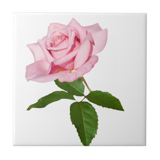 Carreau Fleur de rose de rose avec des baisses de rosée (Devant)