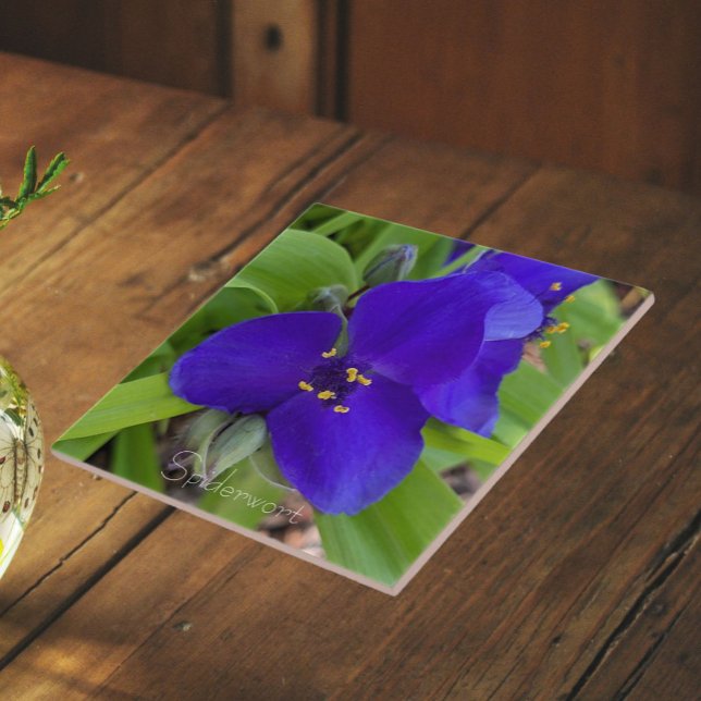 Carreau Fleur de Tradescantie Pourpre Floral (In Situ)