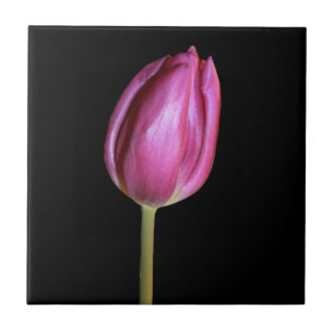 Carreau Fleur de tulipe rose Photo Arrière - plan noir uni
