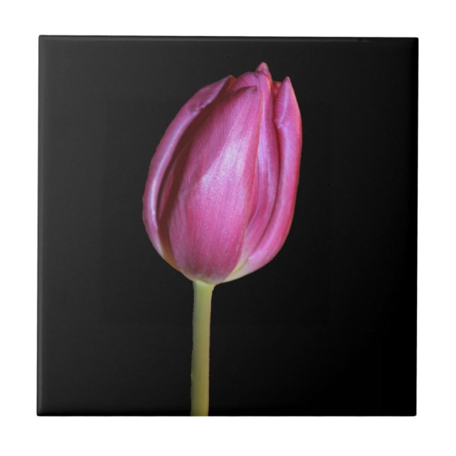 Carreau Fleur de tulipe rose Photo Arrière - plan noir uni (Devant)