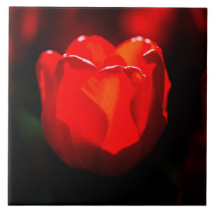 Carreau Fleur de tulipe rouge - Feu