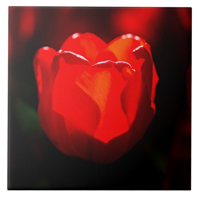 Carreau Fleur de tulipe rouge - Feu (Devant)