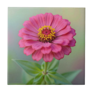 Carreau Fleur de Zinnia Rose Vibrante Macro Botanique