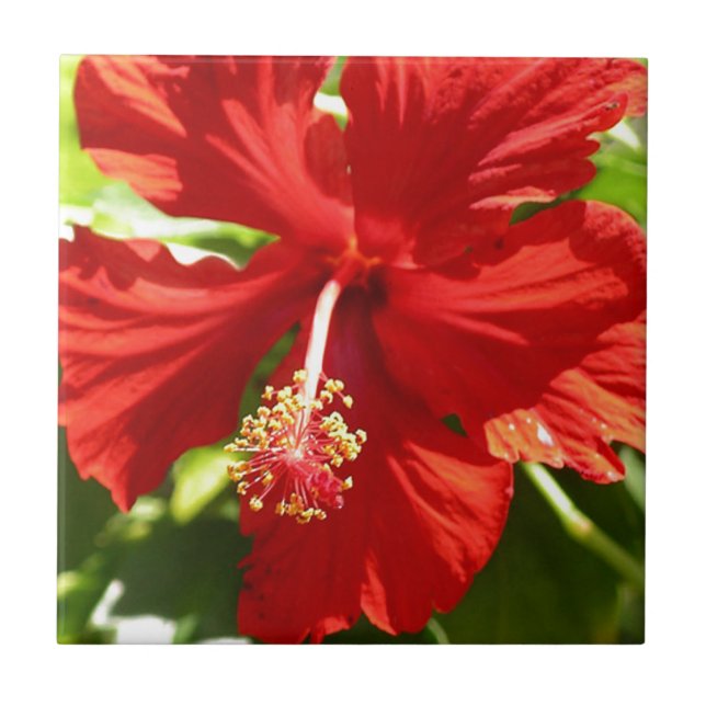 Carreau Fleur d'hibiscus de l'Hawaï rouge (Devant)