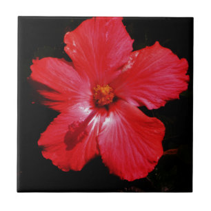 Carreau Fleur d'Hibiscus rouge rose chaud sur noir