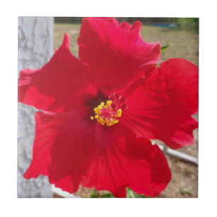 Carreau fleur d'hibiscus tropical rouge vif