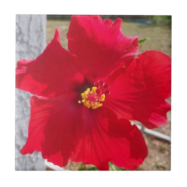 Carreau fleur d'hibiscus tropical rouge vif (Devant)