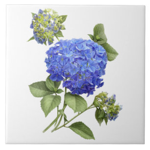 Carreau Fleur d'Hortensia Bleu Art Botanique