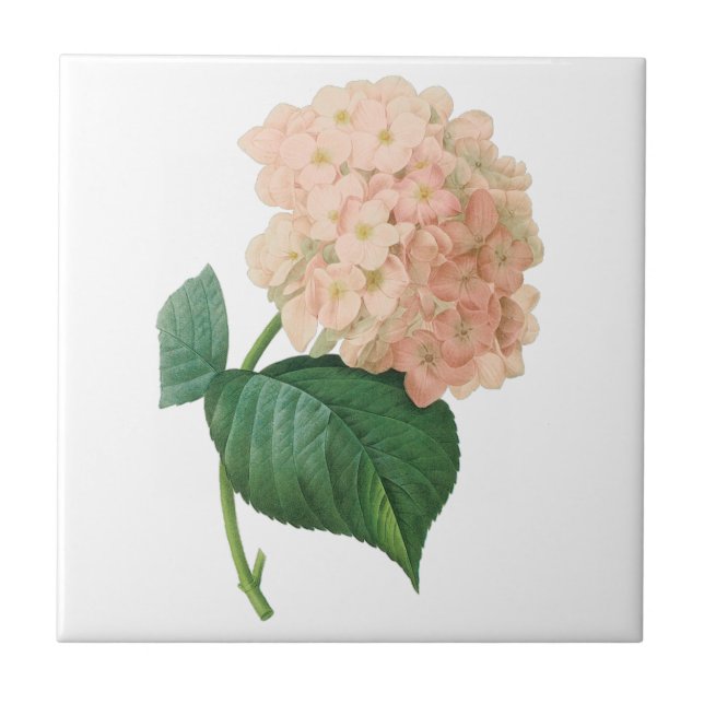Carreau Fleur d'Hortensia rose vintage par Redoute (Devant)