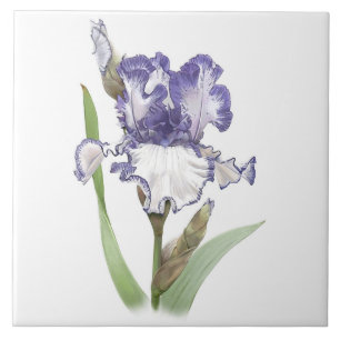 Carreau Fleur d'Iris barbu violet et blanc - Art botanique