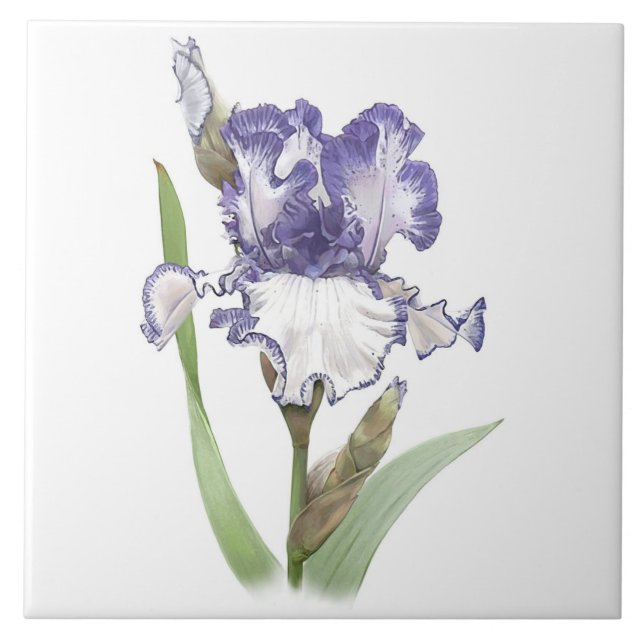 Carreau Fleur d'Iris barbu violet et blanc - Art botanique (Devant)