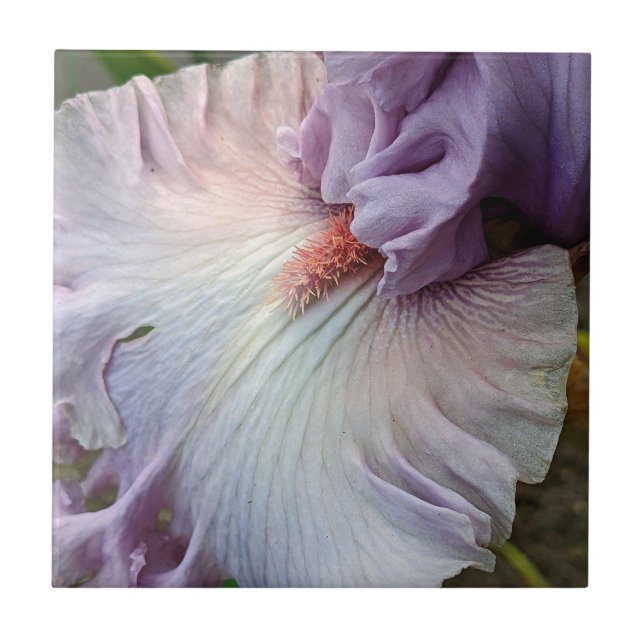 Carreau Fleur d'Iris Pale Violet (Devant)