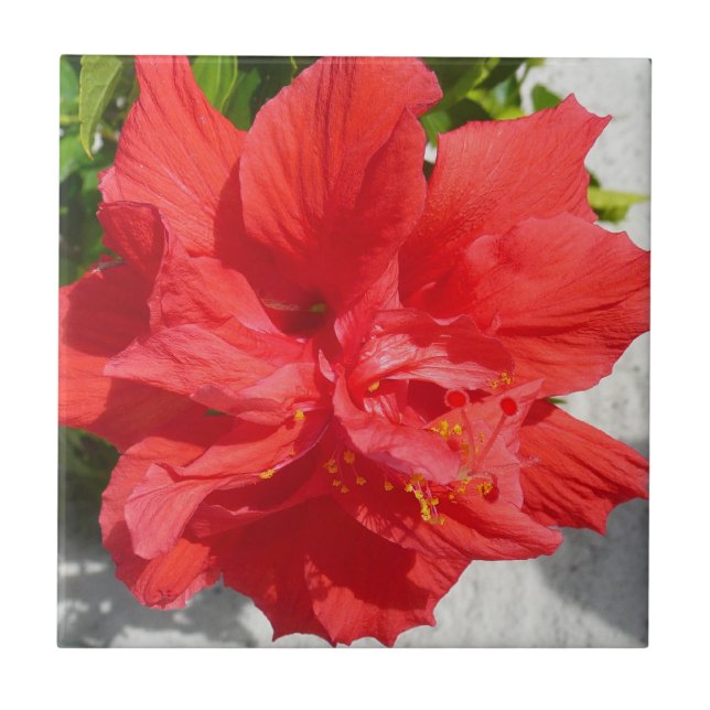 Carreau Fleur double hibiscus rouge (Devant)