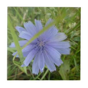 Carreau Fleur florale Chicory bleu violet