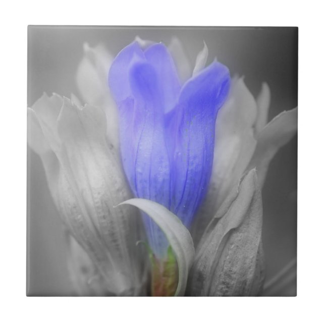Carreau Fleur Gentienne Bleue En Noir Et Blanc (Devant)