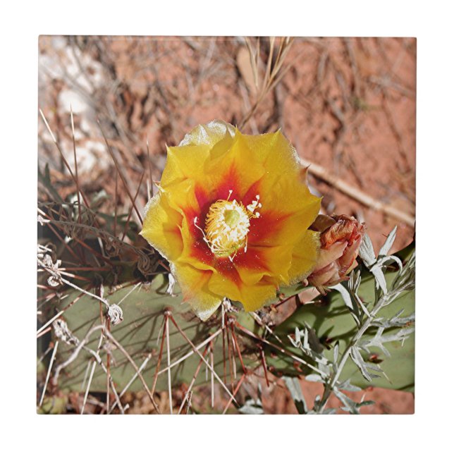 Carreau Fleur jaune et rouge de cactus en fleur (Devant)