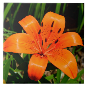 Carreau Fleur Lily asiatique orange vibre