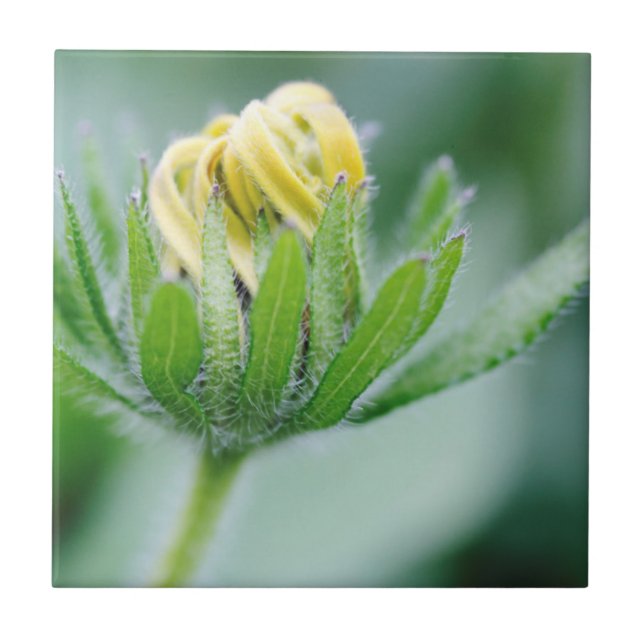 Carreau Fleur Ouverte De Cone Flower (Devant)