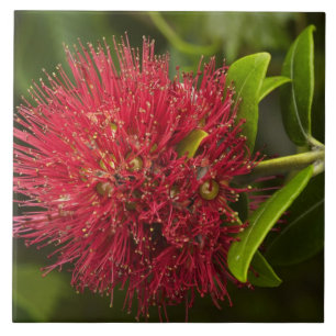 Carreau Fleur Pohutukawa, Dunedin
