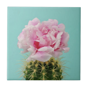 Carreau Fleur rose placé sur le cactus en épi