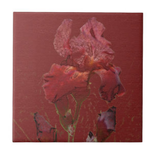 Carreau Fleur rouge de jardin d'iris de Bourgogne