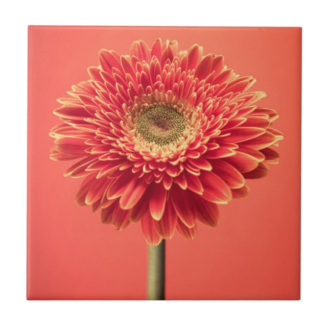 Carreau Fleur rouge de marguerite de Gerbera de Barberton (Devant)