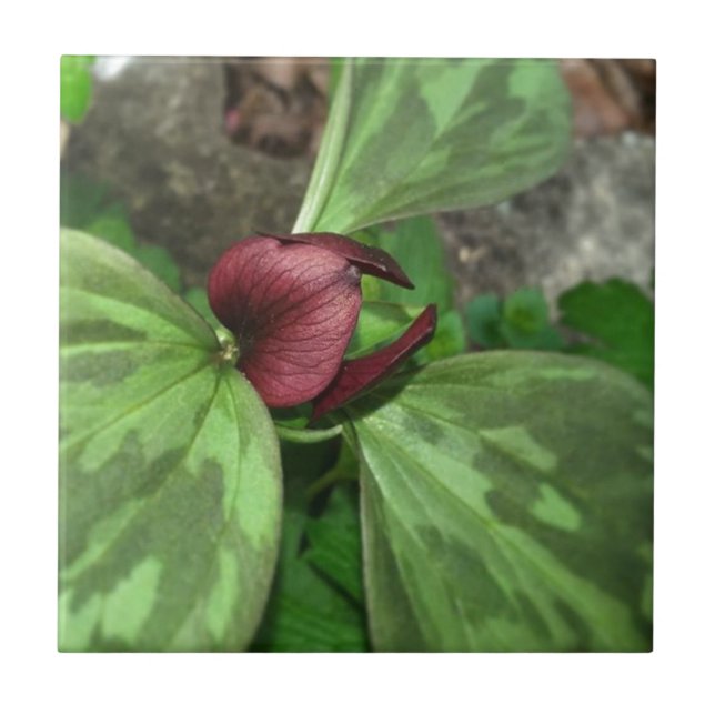 Carreau Fleur sauvage (Devant)