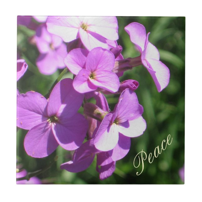 Carreau Fleur sauvage-Paix pourpre (Devant)