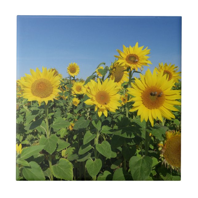 Carreau fleur, soleil, plante, nature, été, floral, (Devant)