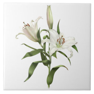 Carreau Fleurs asiatiques Lily blanche Art botanique