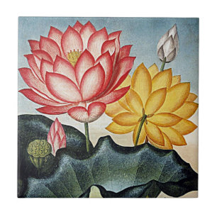 Carreau Fleurs botaniques Fleurs tropicales Céramiques