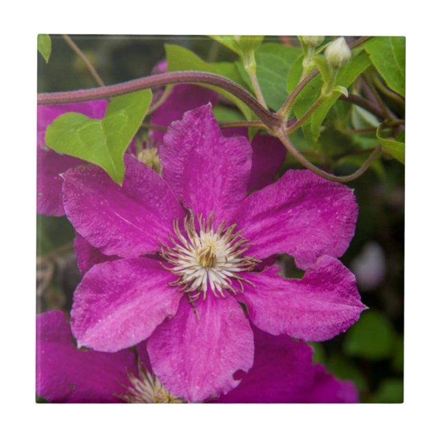 Carreau Fleurs chez Robinette's Apple Haus & Gift Barn (Devant)