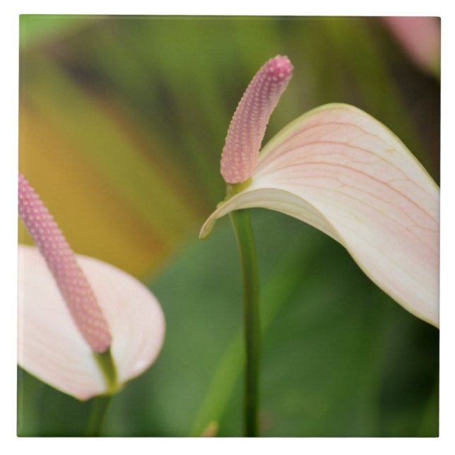 Carreau Fleurs d'anthurium rose Kauai Hawaii (Devant)