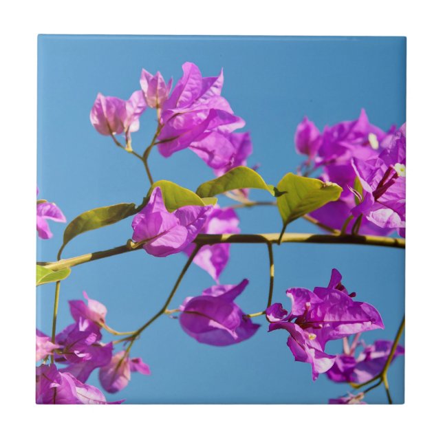 Carreau Fleurs de bougainvillée (Devant)