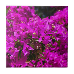 Carreau Fleurs de bougainvilliers mauves