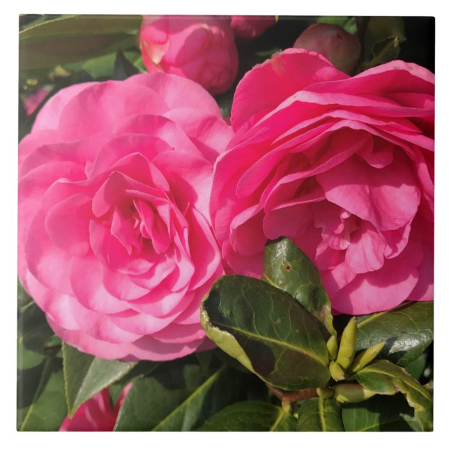 Carreau Fleurs de Camellia rose foncé (Devant)