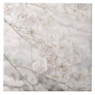 Carreau fleurs de cerisier
